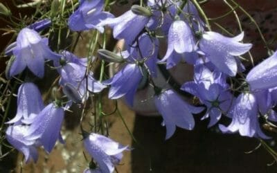 Raperonzolo: proprietà e utilizzi della Campanula rapunculus