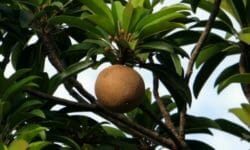 Olio di sapote: proprietà e benefici
