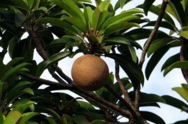 Olio di sapote: proprietà e benefici