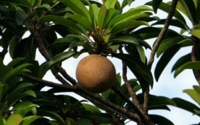 Olio di sapote: proprietà e benefici
