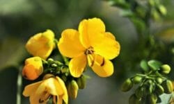 Senna: proprietà e utilizzi di questa pianta