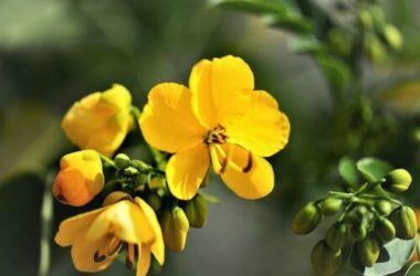 Senna: proprietà e utilizzi di questa pianta