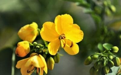 Senna: proprietà e utilizzi di questa pianta