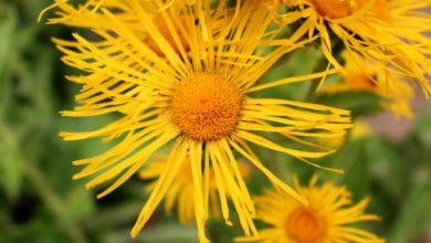 Enula campana