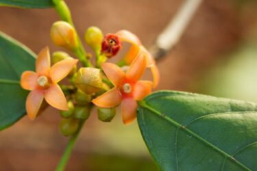 Cola: proprietà, usi, benefici e controindicazioni della noce di cola