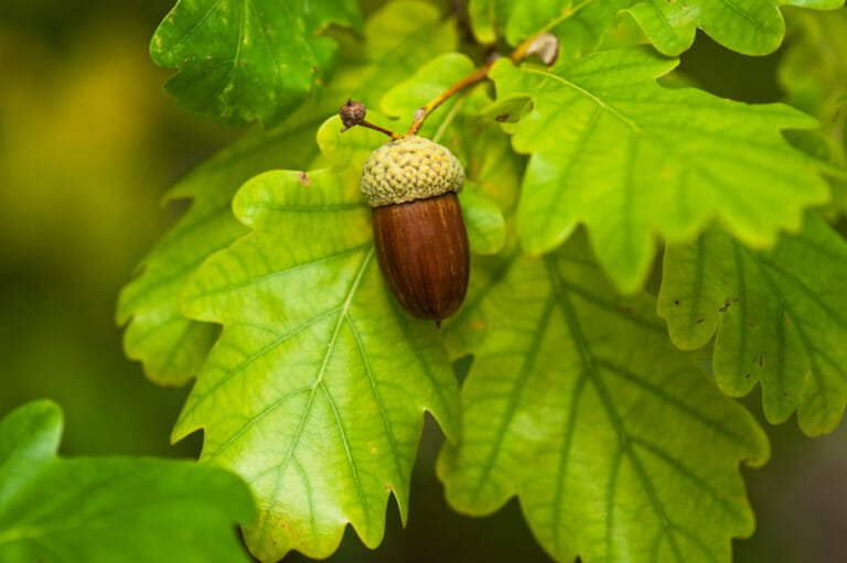 Quercia caratteristiche e proprietà di questo albero secolare