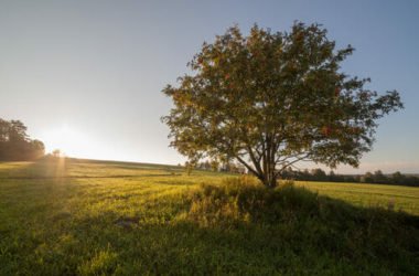Frassino: caratteristiche e proprietà terapeutiche della pianta