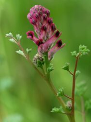 Fumaria: proprietà e utilizzi della Fumaria Officinalis