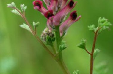 Fumaria: proprietà e utilizzi della Fumaria Officinalis