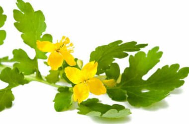 Celidonia: pianta, usi, proprietà e controindicazioni