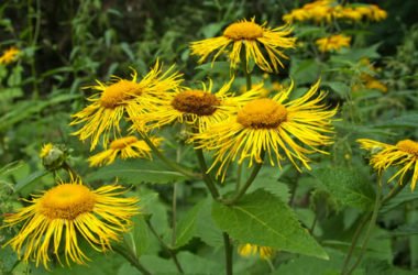 Enula campana: proprietà e utilizzi