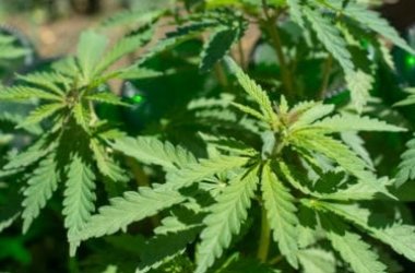 Quello che c’è da sapere sulla pianta di canapa sativa