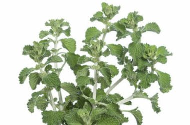 Marrubio: proprietà e modalità d’uso di questa pianta officinale