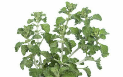 Marrubio: proprietà e modalità d’uso di questa pianta officinale