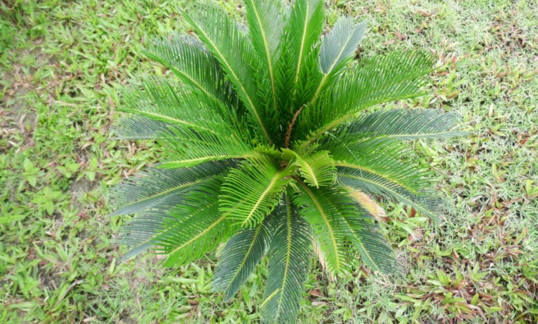 cycas