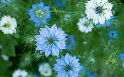 Nigella sativa: proprietà, usi, ricette e controindicazioni