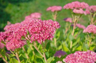 Sedum telephium o Borracina maggiore: proprietà e utilizzi
