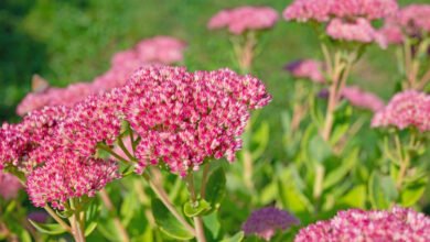 Sedum telephium: