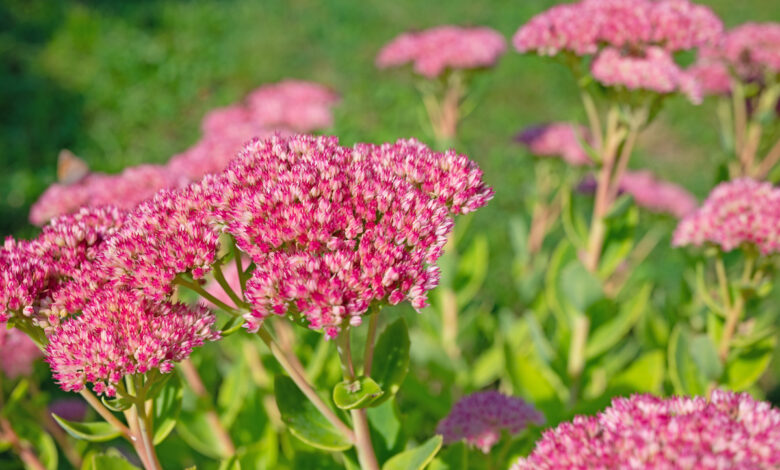 Sedum telephium: