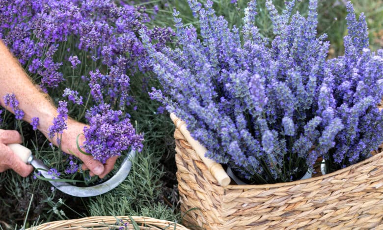 come piantare la lavanda