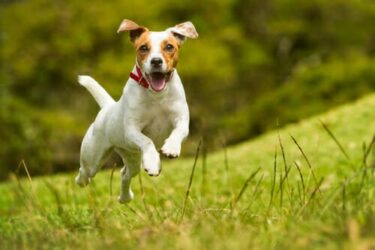 Cani piccoli: quali sono e che caratteristiche hanno