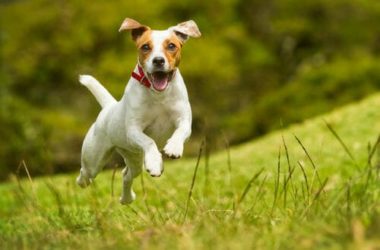 Cani piccoli: quali sono e che caratteristiche hanno
