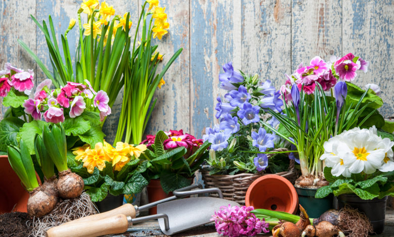 Come coltivare bulbi