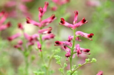 Fumaria: proprietà e utilizzi della Fumaria Officinalis