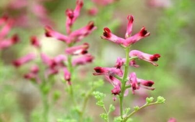 Fumaria: proprietà e utilizzi della Fumaria Officinalis
