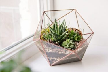 Come fare un terrarium perfetto: la guida pratica