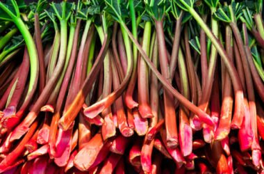 Rabarbaro: proprietà e ricette