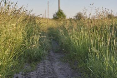 Forasacco: un pericolo per i nostri cani da conoscere