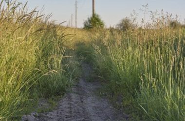 Forasacco: un pericolo per i nostri cani da conoscere