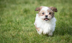 Cani che non perdono pelo: cani ipoallergenici consigliati
