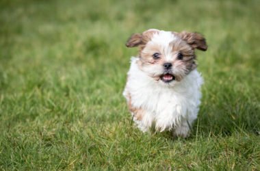 Cani che non perdono pelo: cani ipoallergenici consigliati