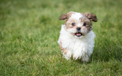 Cani che non perdono pelo: cani ipoallergenici consigliati