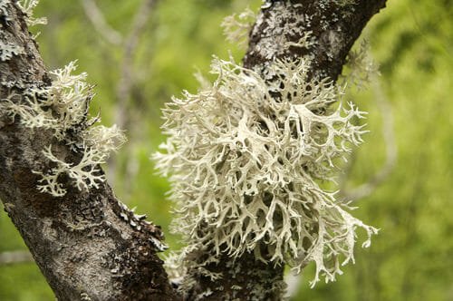 lichene islandico