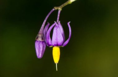 Dulcamara: proprietà, usi e controindicazioni