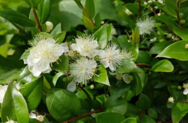 Mirto: caratteristiche e proprietà della pianta aromatica simbolo della Sardegna