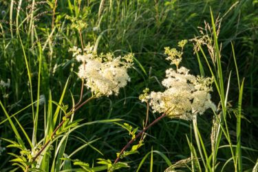 Spirea, un antidolorifico naturale per articolazioni, mal di testa e altri dolori
