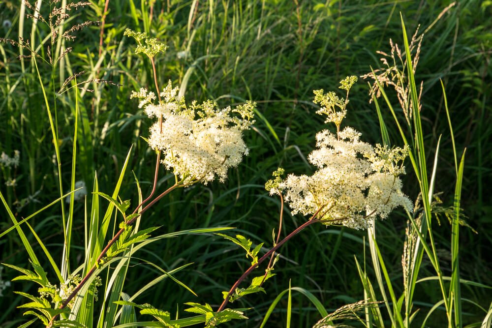 spirea