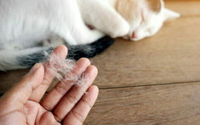 Gatti che non perdono pelo e sono anallergici: i nostri consigli