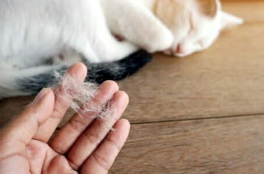 Gatti che non perdono pelo e sono anallergici: i nostri consigli
