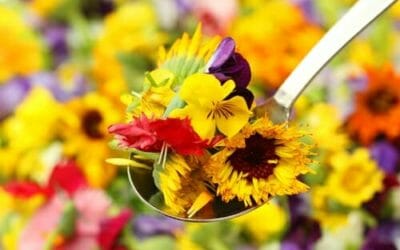 Fiori che si possono mangiare: quali sono i fiori commestibili