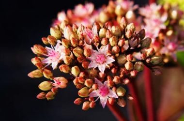 Sedum Telephium o Borracina Maggiore: proprietà e utilizzi
