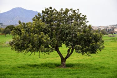 L’albero di carrubo e il suo frutto: la guida facile