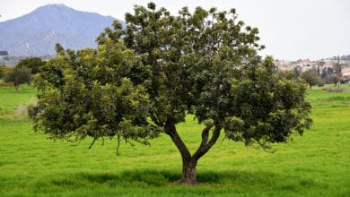 albero del carrubo