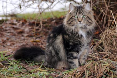 Alla scoperta del gatto delle foreste norvegesi, una delle razze di gatti più suggestiva