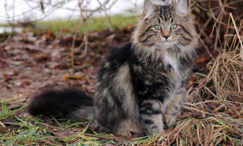 gatto delle foreste norvegesi