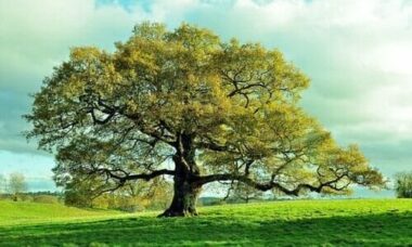 👉 Quercia: l’albero che vive 500 anni e cura anche la pelle (davvero!)